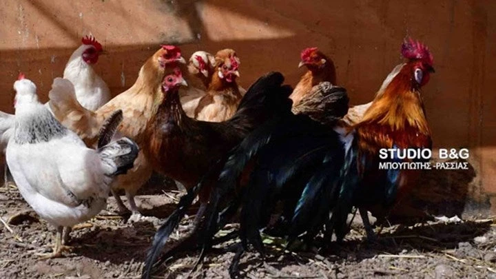 Πρωτοφανές – Αυτές οι κότες γεννούν…πράσινα αυγά στο Ναύπλιο – [ΦΩΤΟ – ΒΙΝΤΕΟ]
